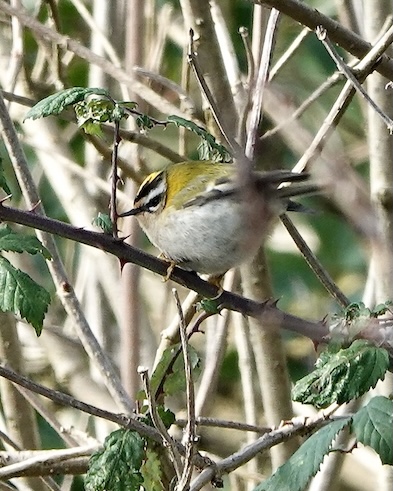 firecrest